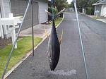 Click image for larger version.&nbsp;

Name:	IMG_20120729_154913.jpg&nbsp;
Views:	38&nbsp;
Size:	146.2 KB&nbsp;
ID:	7474