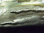 Click image for larger version. 

Name:	Tig beads 2 006.jpg 
Views:	411 
Size:	71.2 KB 
ID:	3073